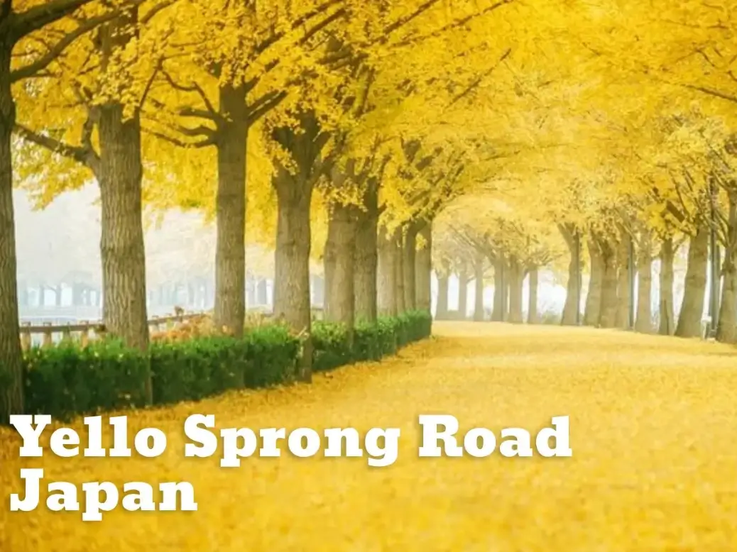Peaceful forest path on Yellow Spring Road in Japan surrounded by tall trees and spring blossoms